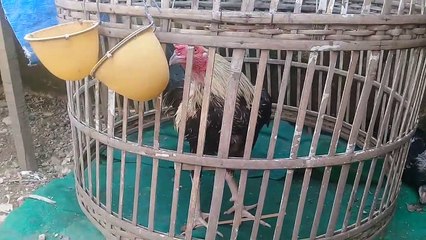 Usaha yang cepat menghasilkan uang , ternak unggas sangat menguntungkan