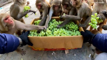Feeding fresh Grapes to wild monkey || monkey love grapes