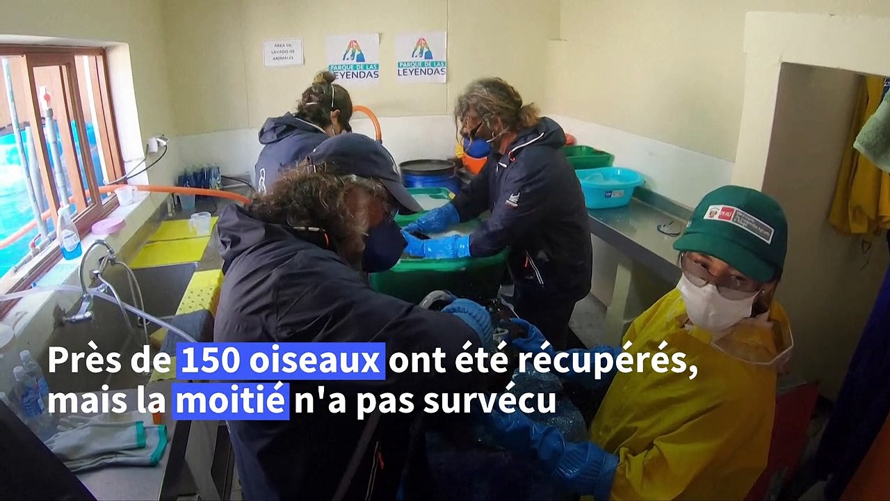 Un zoo soigne les manchots secourus après la marée noire au Pérou