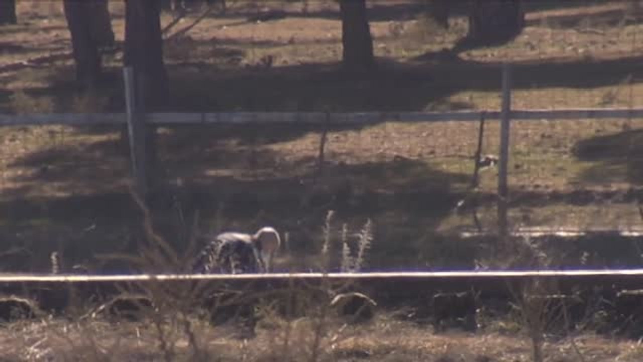 Los investigadores regresan al lugar donde apareció el cadáver de Esther