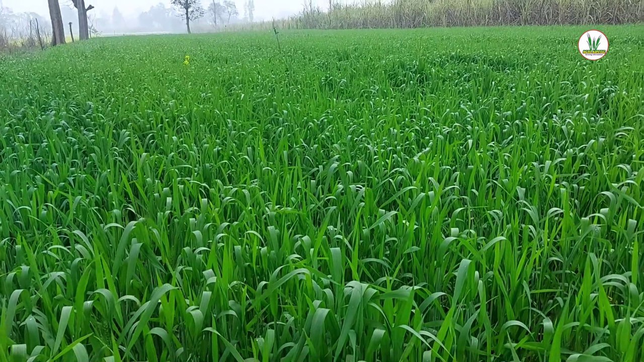 Wheat crop highy  yield  . Use this technique