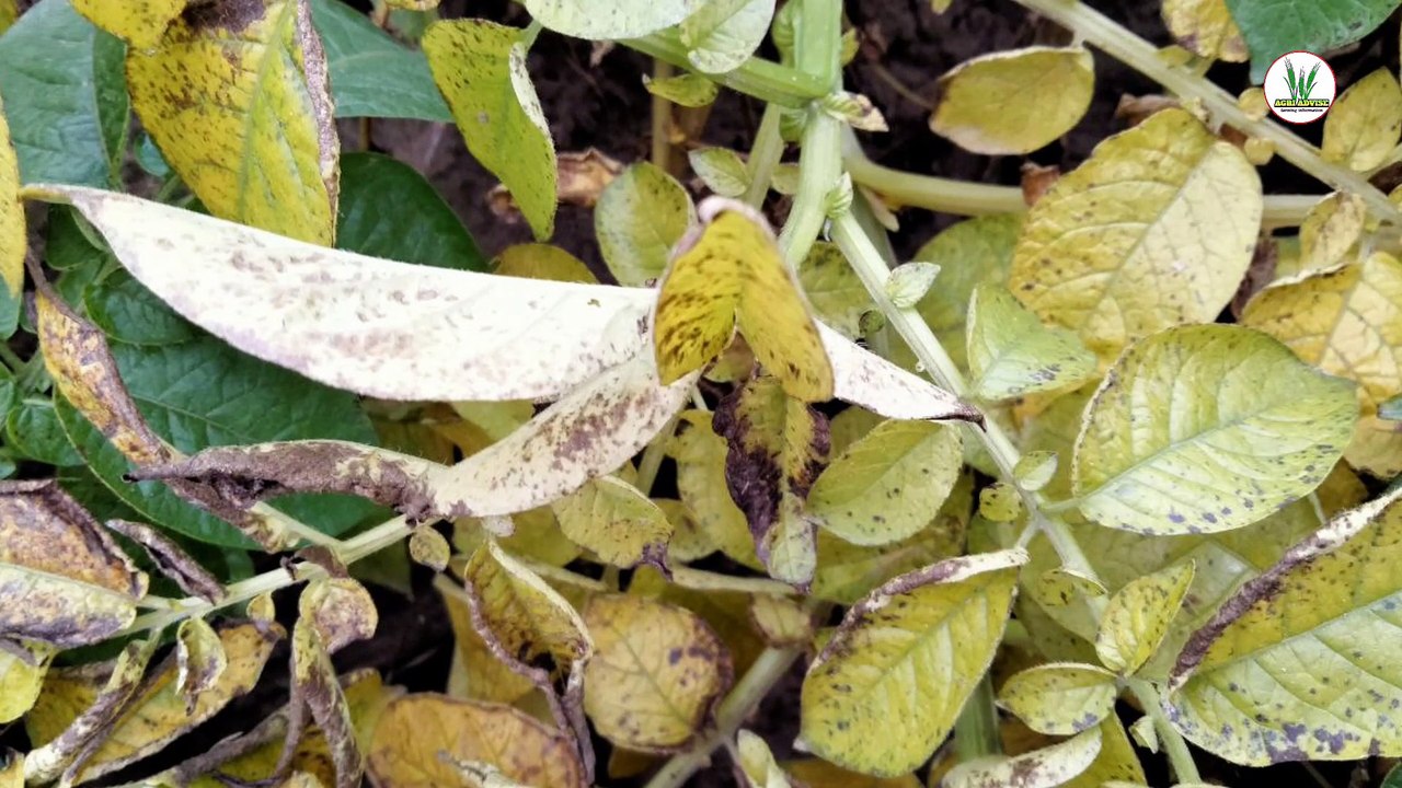 Kufuri  leema  harvesting  potato crop under 70 daya high yield