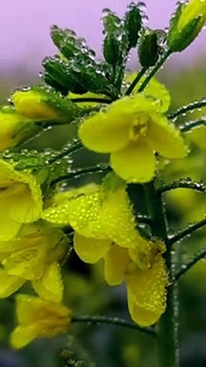 Strkheti  Watch myvideos