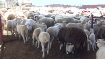 Koyunlar kuzularıyla buluştu: Herkes annesini tanıdı!