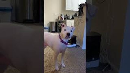 Distraught Doggo Thinks Automatic Feeder Is a Toy
