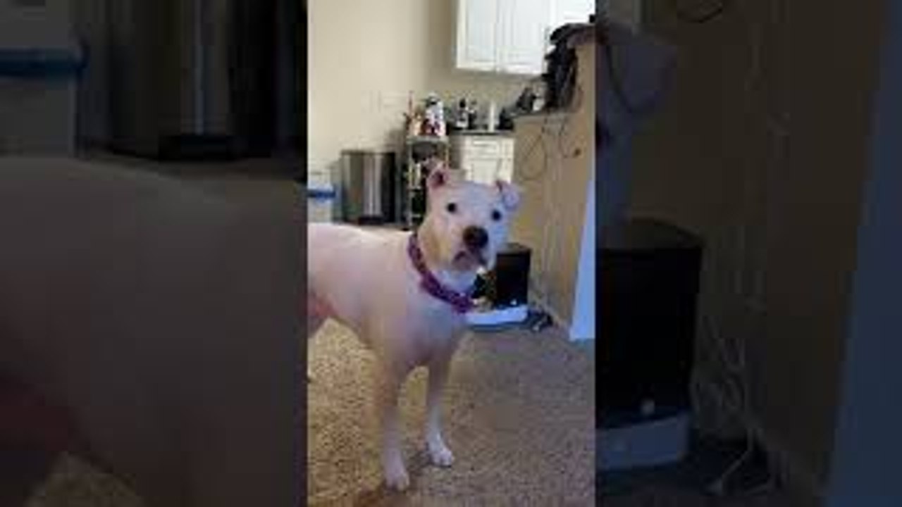 Distraught Doggo Thinks Automatic Feeder Is a Toy