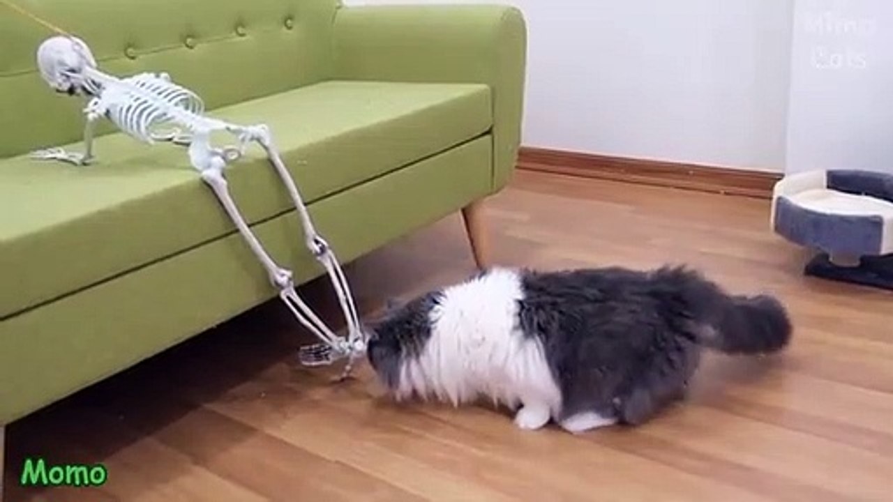 Cats Vs Skeleton
