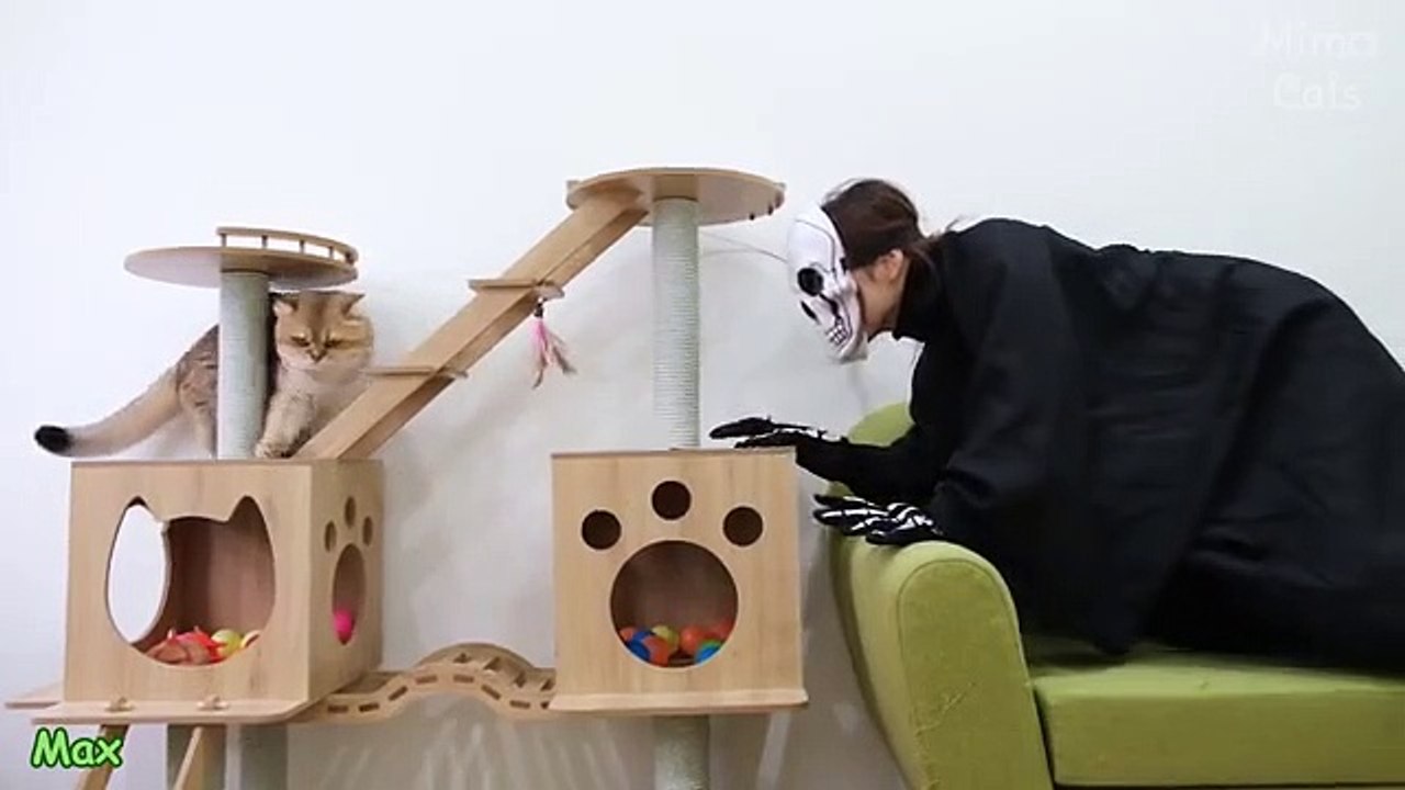 Cats Vs Skull