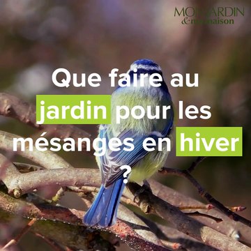 Où dorment les mésanges en hiver ?