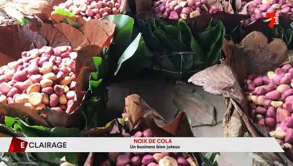 Eclairage Noix de cola : un business bien juteux