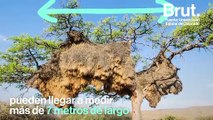 Los nidos más grandes del mundo 