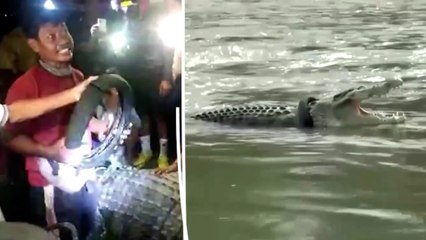 Indonésie : un crocodile sauvé d’un pneu coincé autour du cou depuis six ans