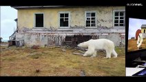 Un grupo de osos polares ocupan una casa en una isla de Rusia