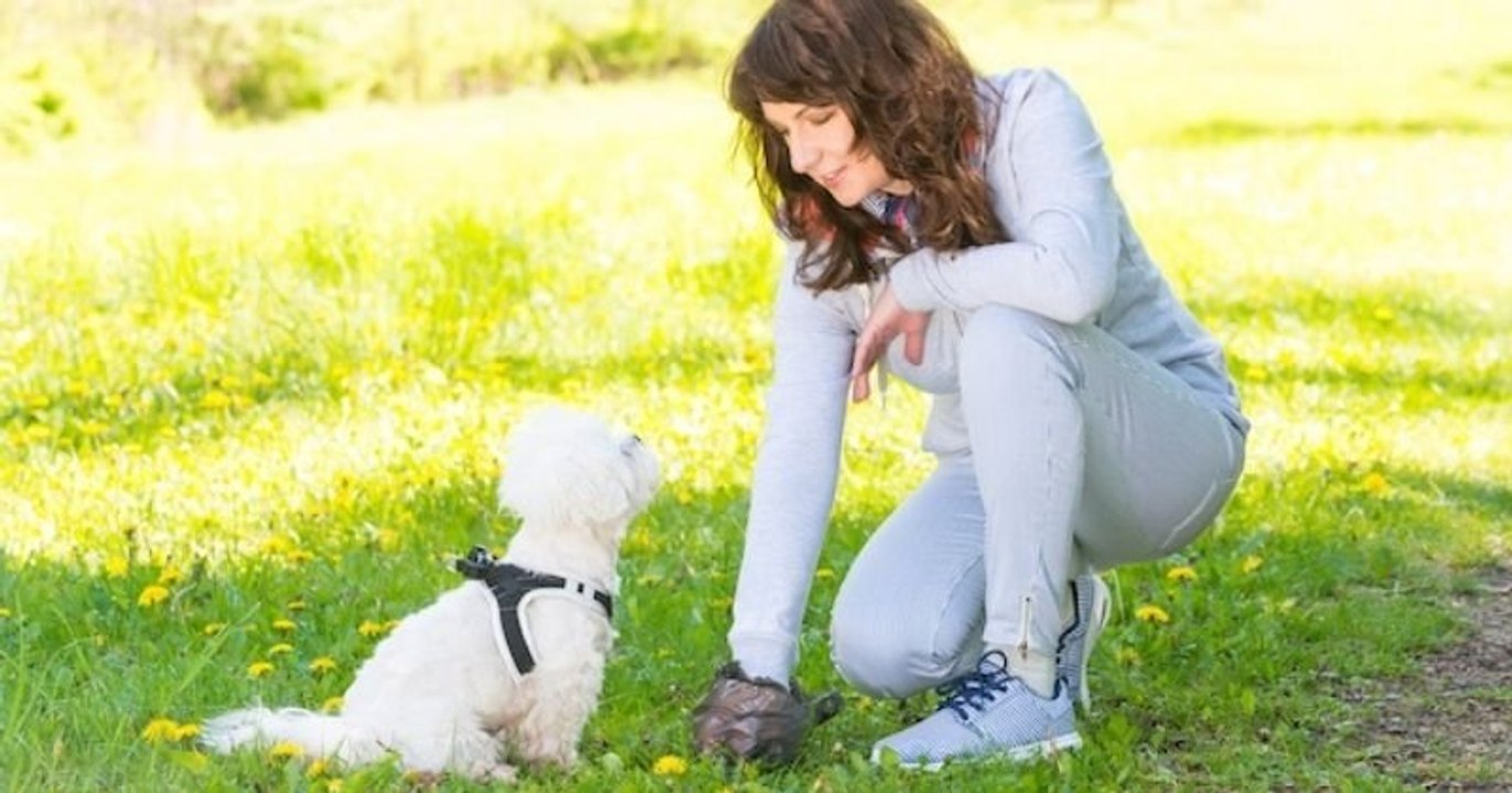 L'urine et les excréments des chiens menacent l'environnement des parcs et des réserves naturelles