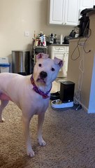 Distraught Doggo Thinks Automatic Feeder Is a Toy