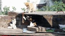 Cute little kittens playing video, beautiful video of cute kitten playing.