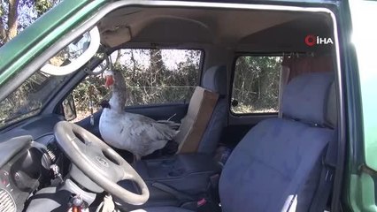 Kendisi şoför koltuğunda, papyonlu kazı yanında şehir şehir geziyorlar