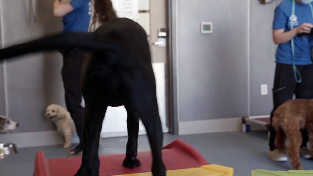 Spays and Neuters in El Dorado Hills | Insight Veterinary Wellness Center