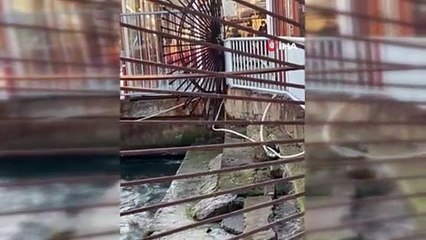 Nadiren rastlanan tür İstanbul'da görüntülendi