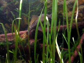 Vidéos poissons 011