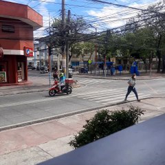 Good Dog Waits Patiently to Cross Road
