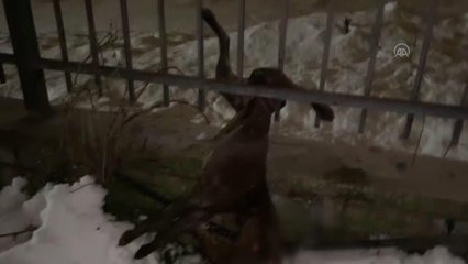 Demir parmaklıklara sıkışan köpek kurtarıldı