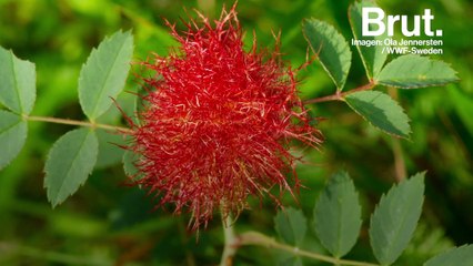 Esta planta tiene un tumor — por culpa de la avispa