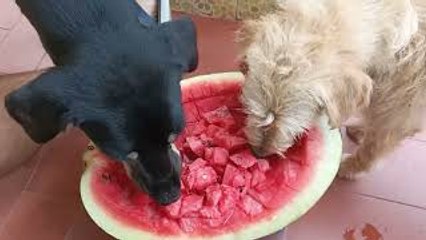 Dogs Share Watermelon Cubes on Hot Day