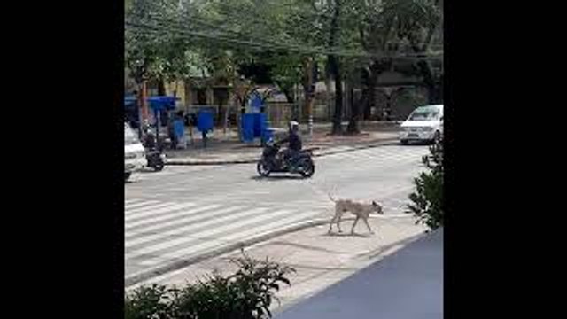 Good Dog Waits Patiently to Cross Road