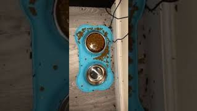 Nasty Bug Infested Apartment