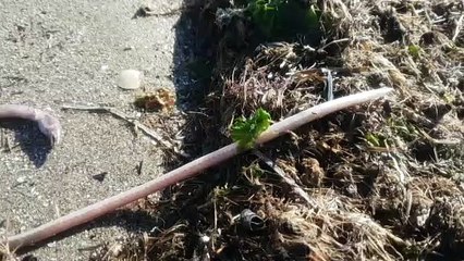 Strani pesci di Puglia: a Barletta la mareggiata rivela un "serpentiforme" ed un crostaceo piuttosto raro