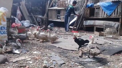 Manfaatkan lahan yang kosong untuk ternak entok , pilihan tepat dan cepat menghasilkan