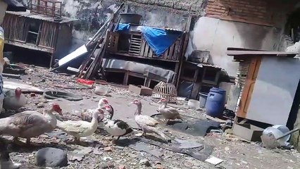 Dengan cara seperti ini ternak unggas akan cepat bisa dijual