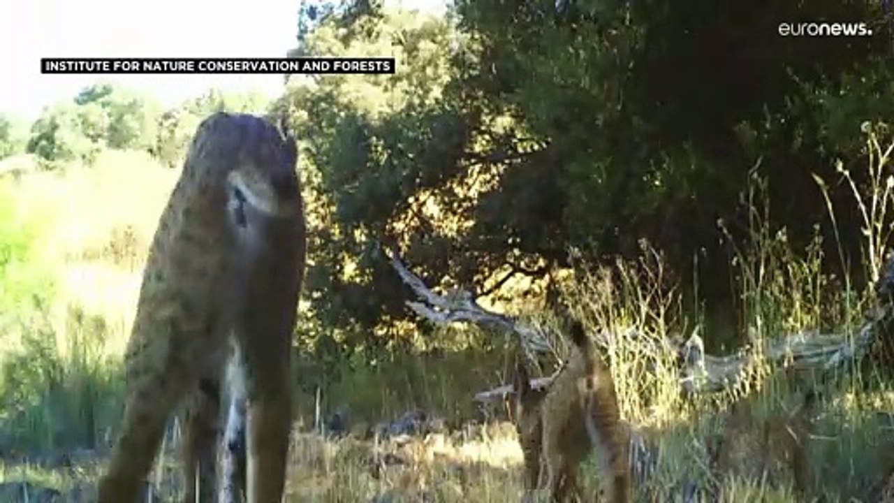 Algarve: Der Luchs ist zurück