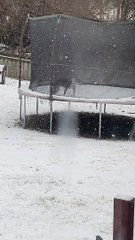 Snow Loving Doggo Bounces on Trampoline