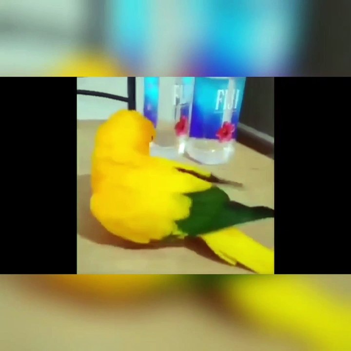 Funny Animals Video 2022, Birds Video, Cat & Dog Video , Funny moment with animals in 2022