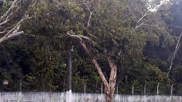 Airbus A320 PR-TYU vindo de Porto Velho e Airbus A330 PR-AIU vindo de Campinas