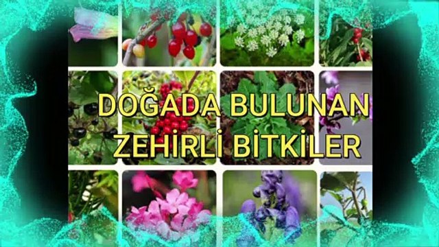 Doğada Bulunan Zehirli Bitkiler
