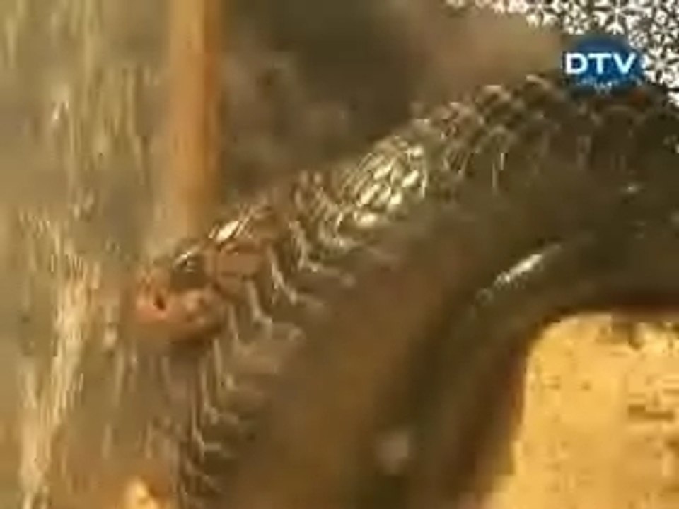 sexy caméra caché serpent