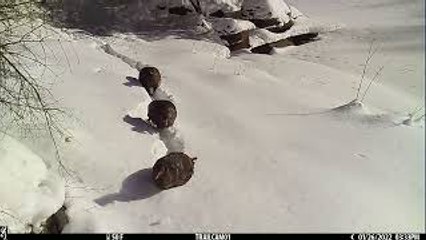 Wild Turkeys Trudge Through Deep Snow