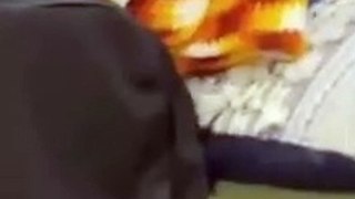 Dog Got A hold of Dad's Dentures Again | Funny Dog | Will Make You Laugh