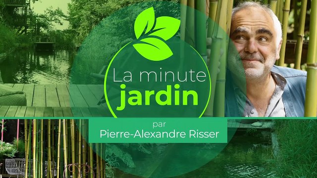 La minute jardin - Zoom sur potées et jardinières fleuries pour l'hiver : 2 compositions phares pour le balcon