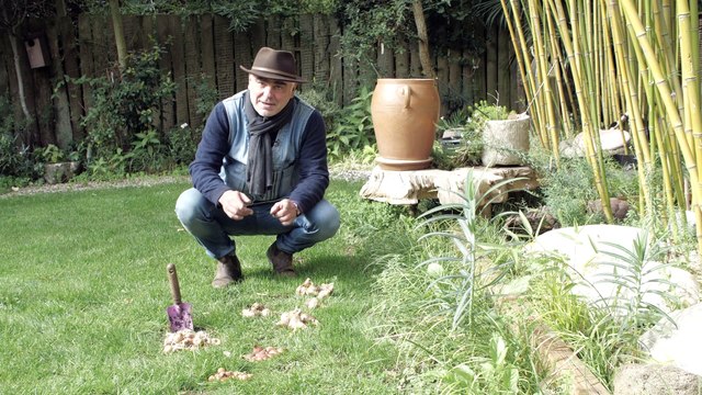 La minute jardin - Zoom sur planter des bulbes en automne pour une floraison au printemps