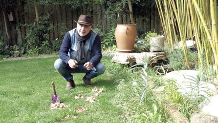 La minute jardin  - Zoom sur planter des bulbes en automne pour une floraison au printemps