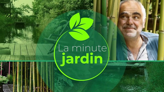 La minute jardin - Zoom sur comment planter des bulbes à fleurs en pot ?