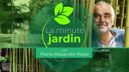 La minute jardin  - Zoom sur le bouturage de trois fleurs