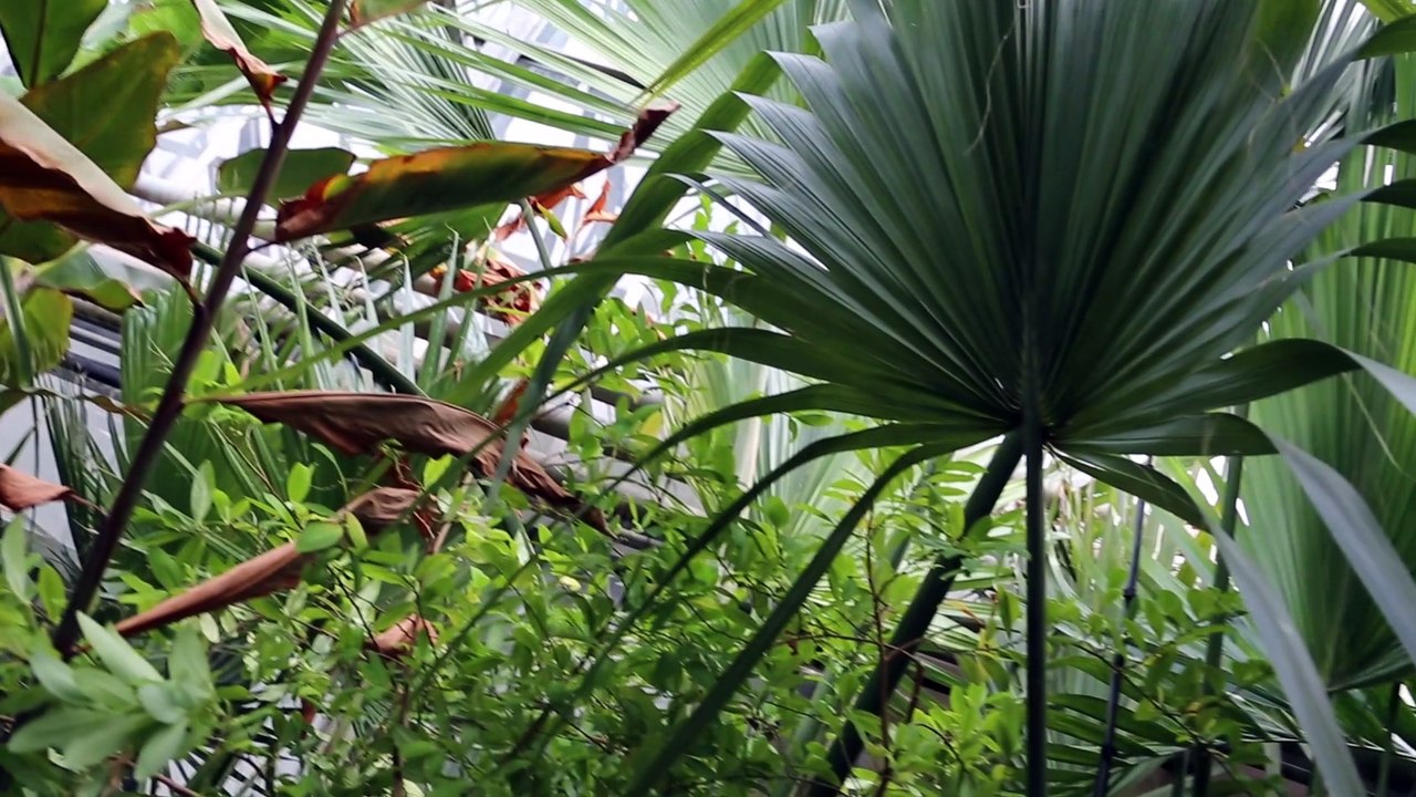 Mon jardin et ma maison - Visite de la serre de Versailles