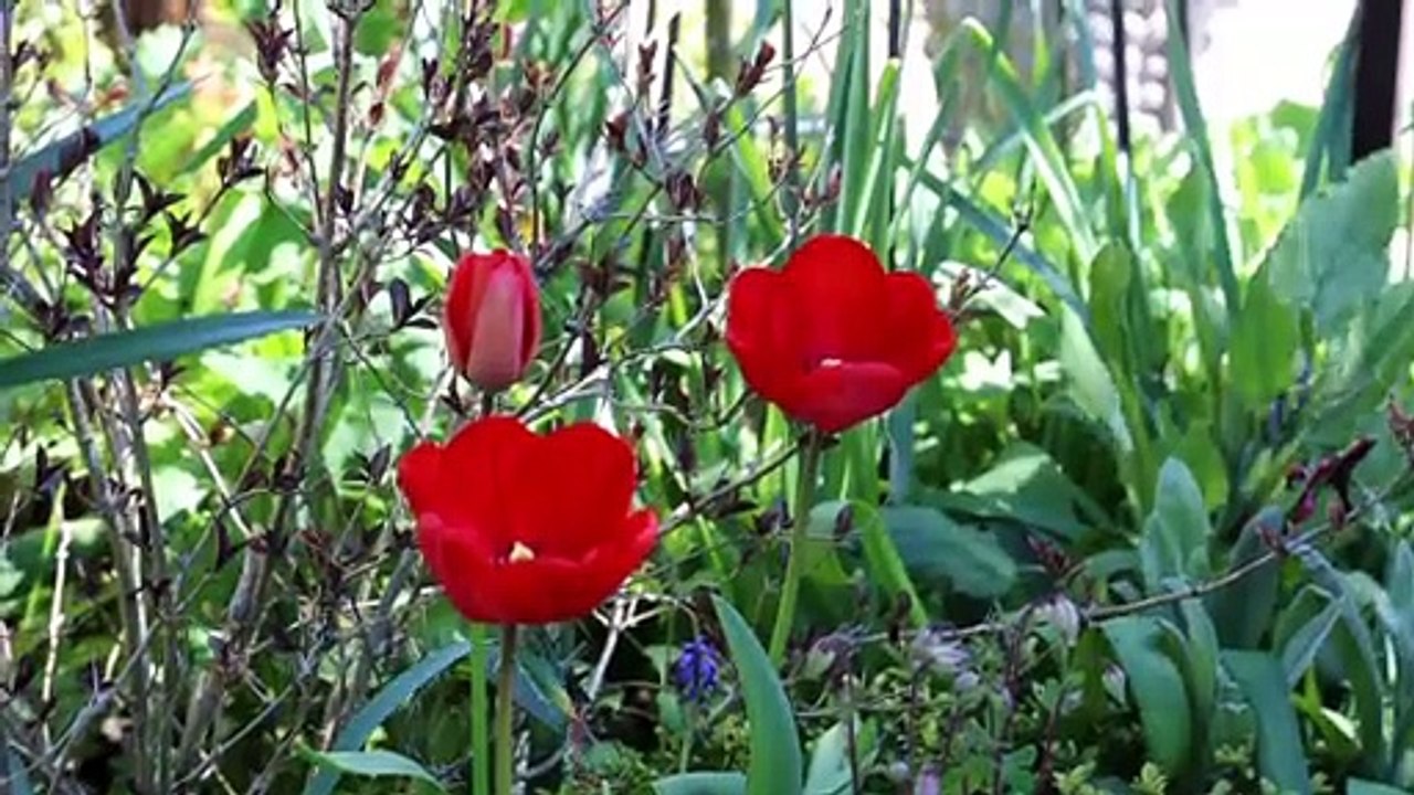 Mon jardin et ma maison - Visite du jardin de Patrick et Roland