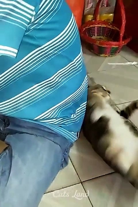 Baby Cats - Cute and Funny Cat Videos Compilation
