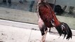 Pet Rooster Video By Kingdom Of Awais